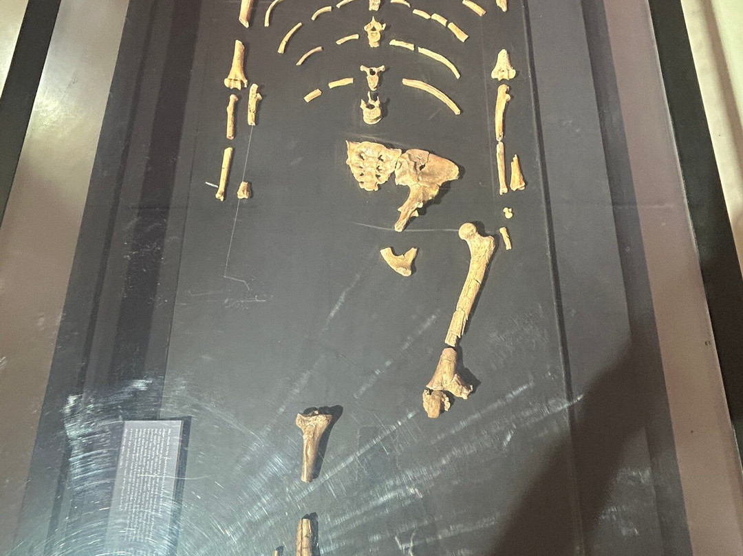 National Museum of Ethiopia-亚的斯亚贝巴必去景点