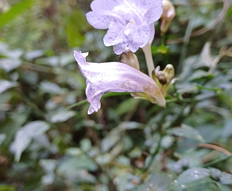 Nagarkot Nature Trail-纳加阔特必去景点