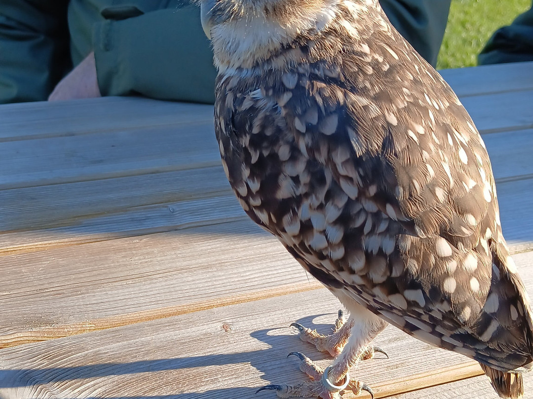 Bird on the Hand Falconry Experiences-Church Langton必去景点
