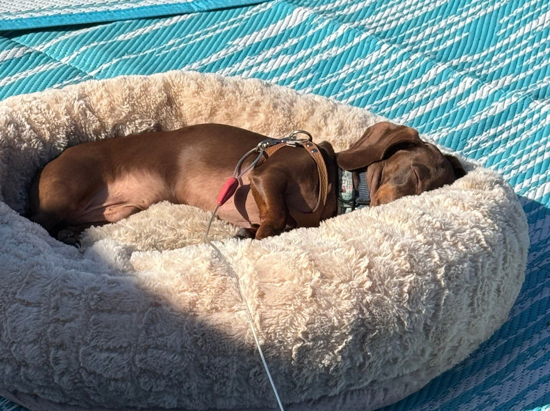 卡尔斯巴德州海滩-卡尔斯巴德必去景点