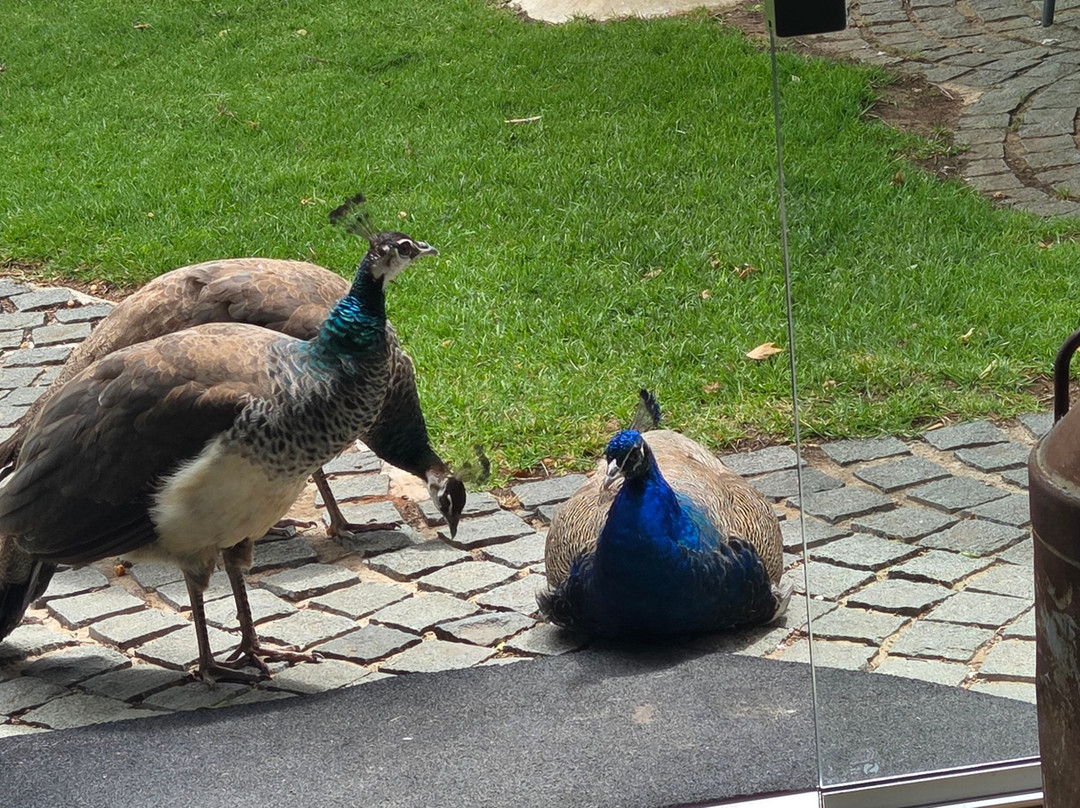 Tscharke Wines-Marananga必去景点