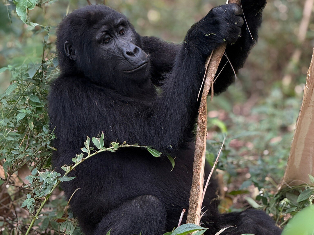 Mamaland Safaris-坎帕拉必去景点