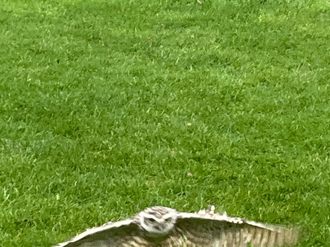 Bird on the Hand Falconry Experiences-Church Langton必去景点