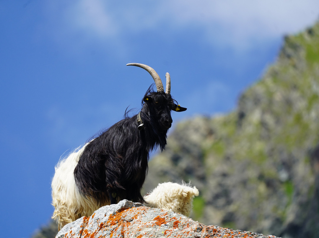 Great St. Bernard Pass-Bourg-Saint-Pierre必去景点