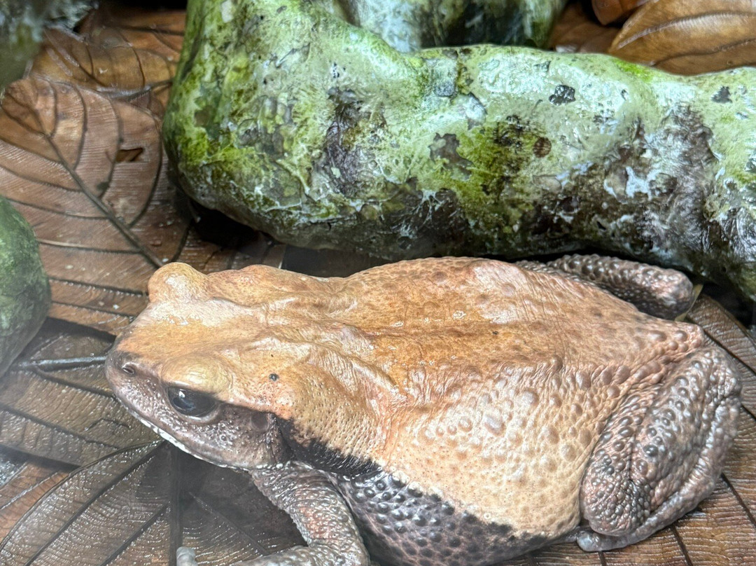 Wikiri Sapoparque-基多必去景点