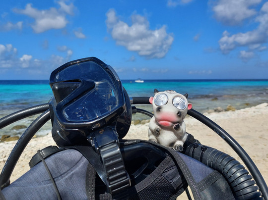 Wannadive Bonaire-Kralendijk必去景点