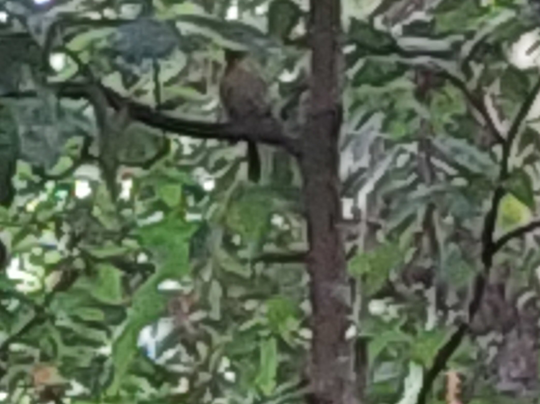 Tangkoko National Reserve-比通必去景点