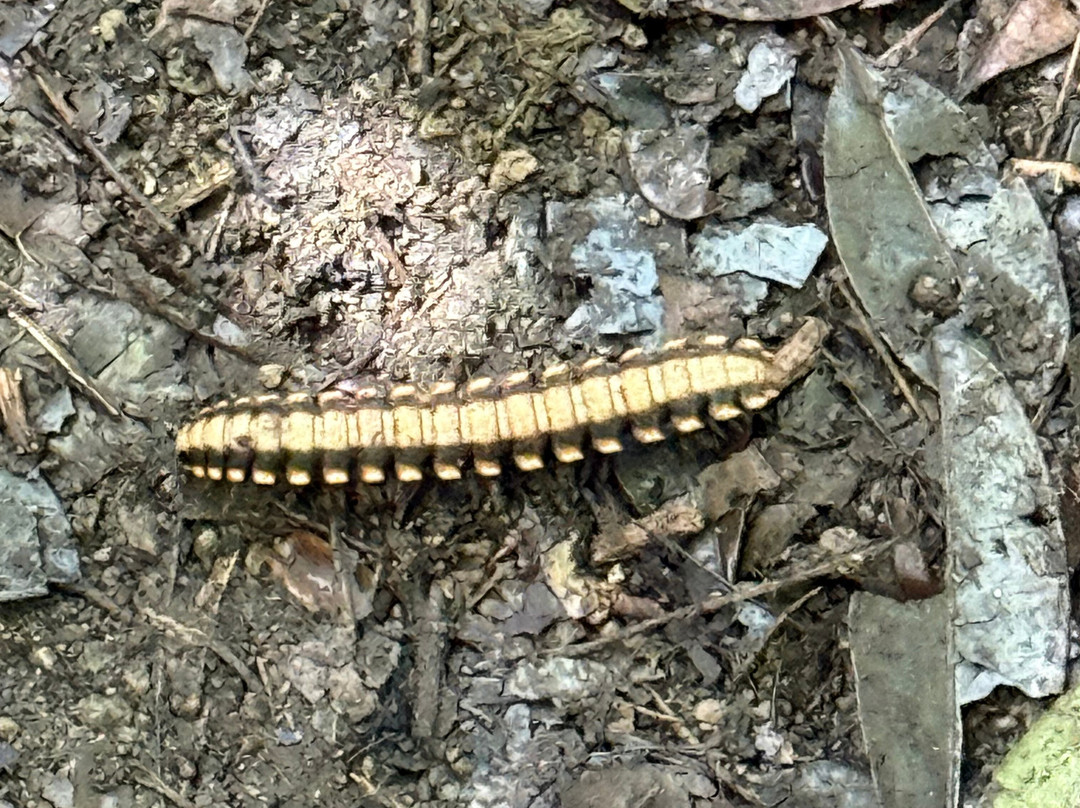 Reserva Bosque Nuboso Santa Elena-蒙特沃德必去景点