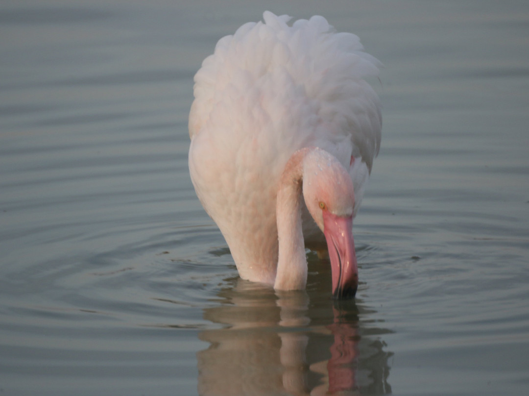 Parc Natural dels Aiguamolls de l'Emporda-罗塞斯必去景点