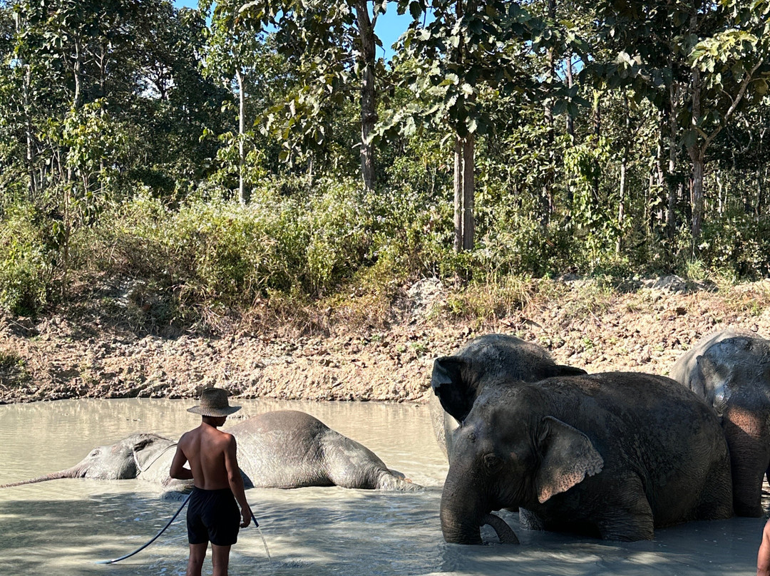 Maerim Elephant Sanctuary-夜林必去景点