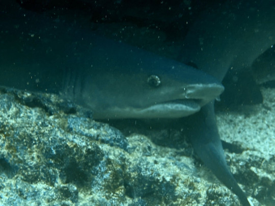 Galapagos Fun Dive-Puerto Baquerizo Moreno必去景点