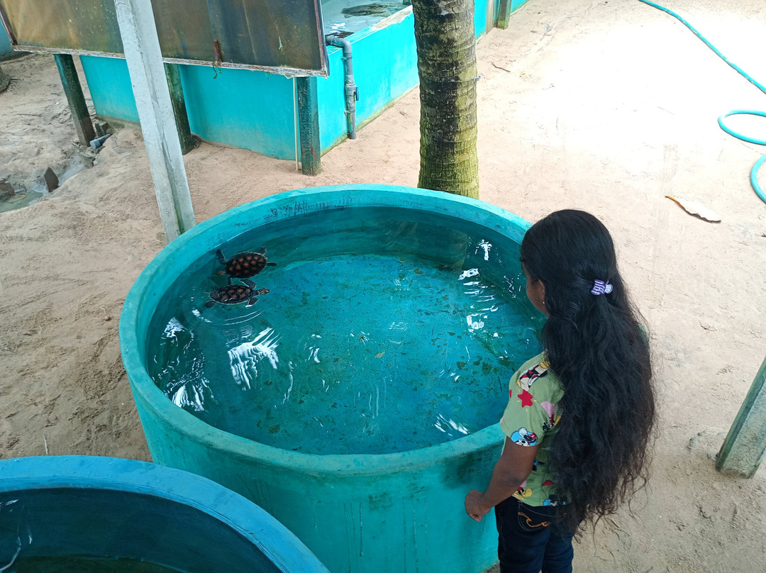Sea Turtle Farm Galle Mahamodara-加勒必去景点