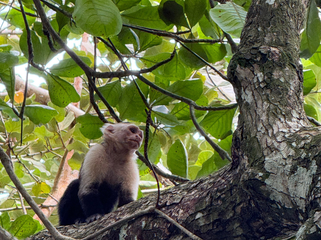 The Biologist from Cahuita-卡维塔必去景点