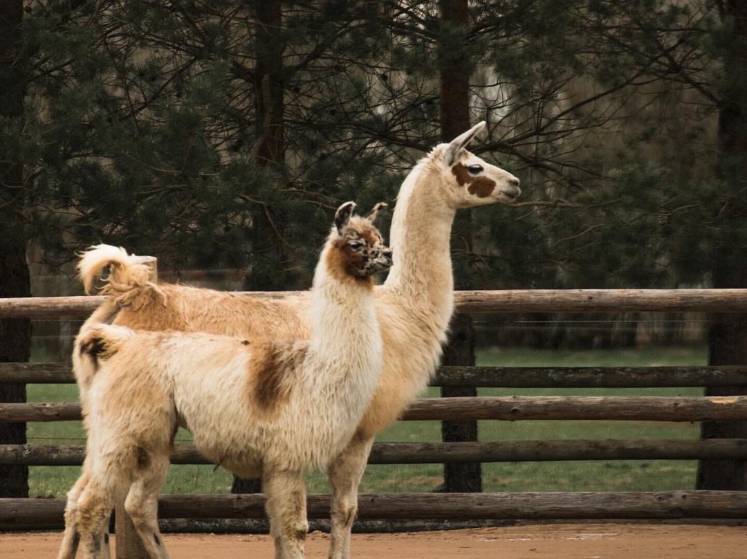 Raksi ZOO-Cesis必去景点
