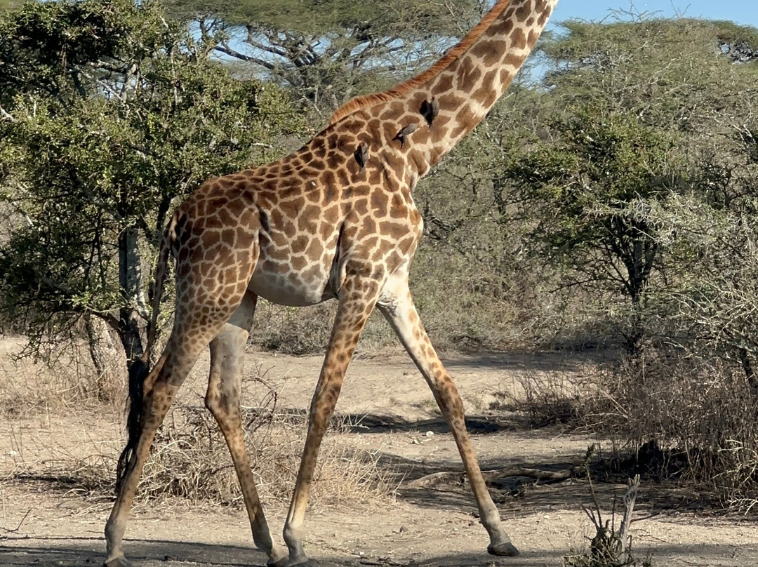 BADGER ADVENTURES TOURS & SAFARI-Arusha Chini必去景点