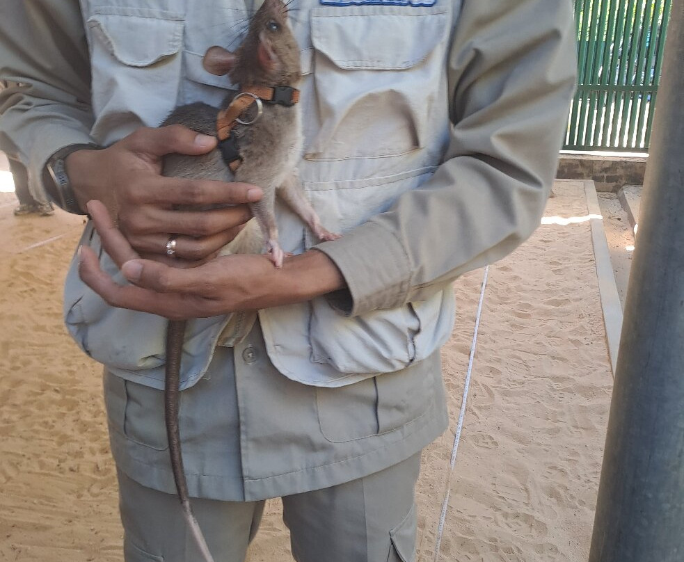 APOPO Visitor Center-暹粒必去景点