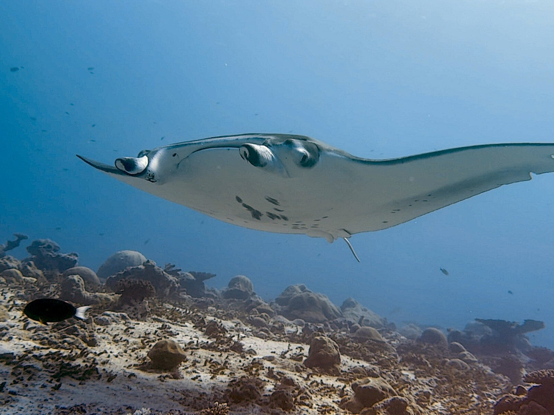 Addu Scuba Dive Maldives-阿斯杜太阳岛必去景点