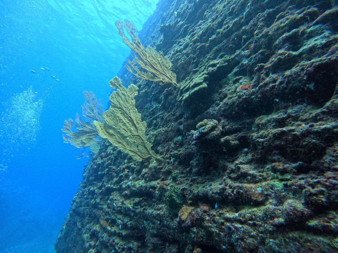 Emperator Diving Center-大湾必去景点