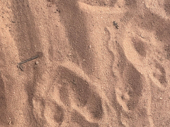 Mahua Kothi, A Taj Safari - Bandhavgarh National Park主图