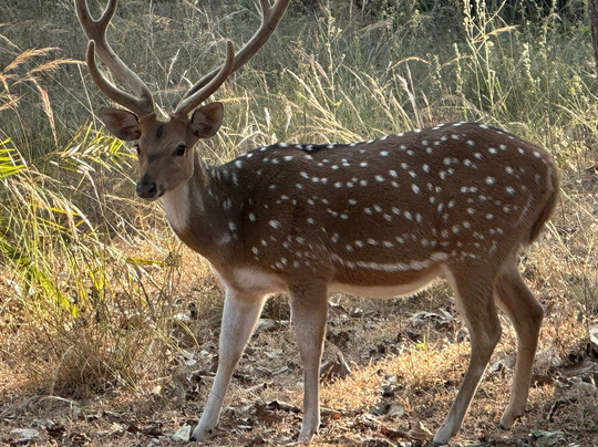 Mahua Kothi, A Taj Safari - Bandhavgarh National Park主图