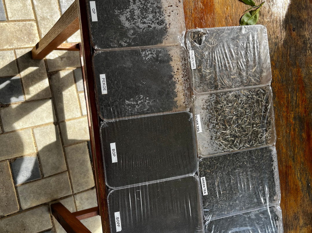 蓝田茶园-奴娃拉伊利雅必去景点