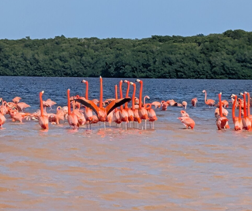 Guardianes De Los Manglares De Dzinintún-塞莱斯顿必去景点