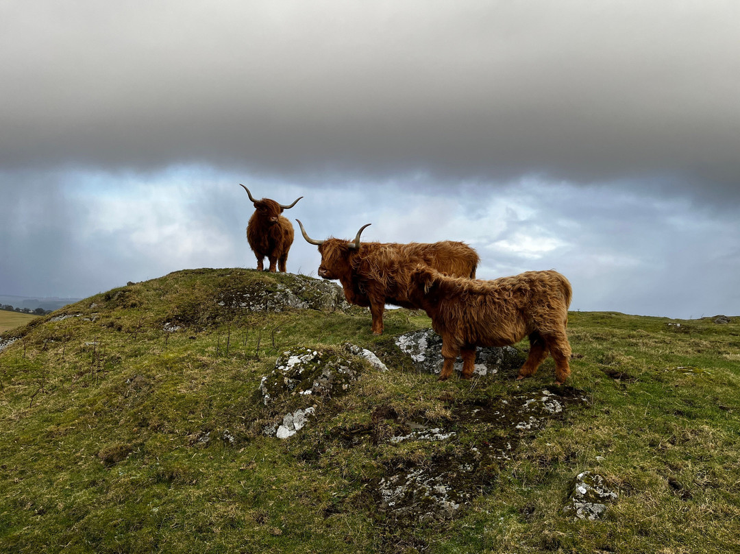 Kitchen Coos & Ewes-New Luce必去景点