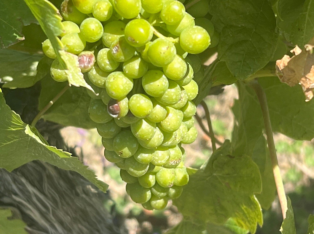 Bladen Wines-伦威克必去景点