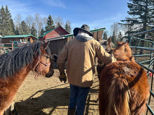 Wild Horses Of Alberta Society