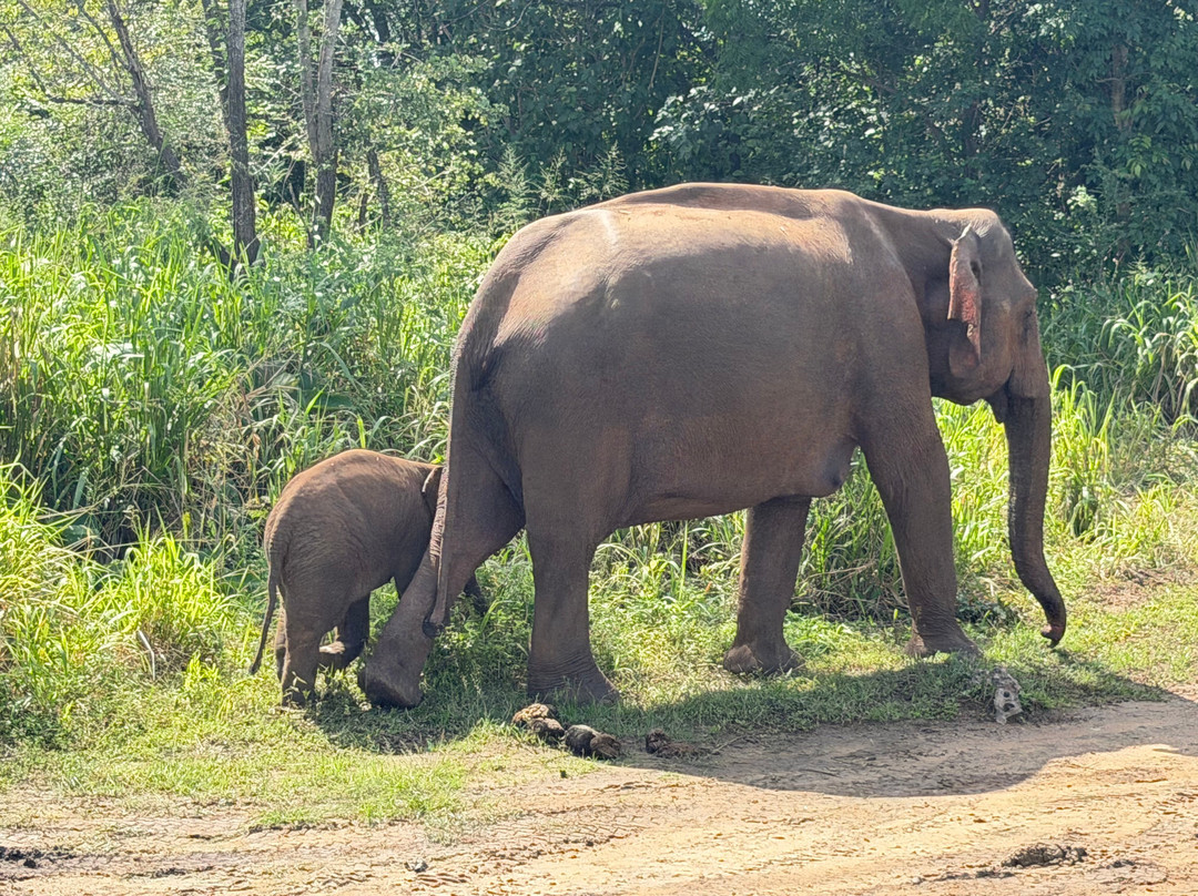 Sri Shannon Tours-尼甘布必去景点