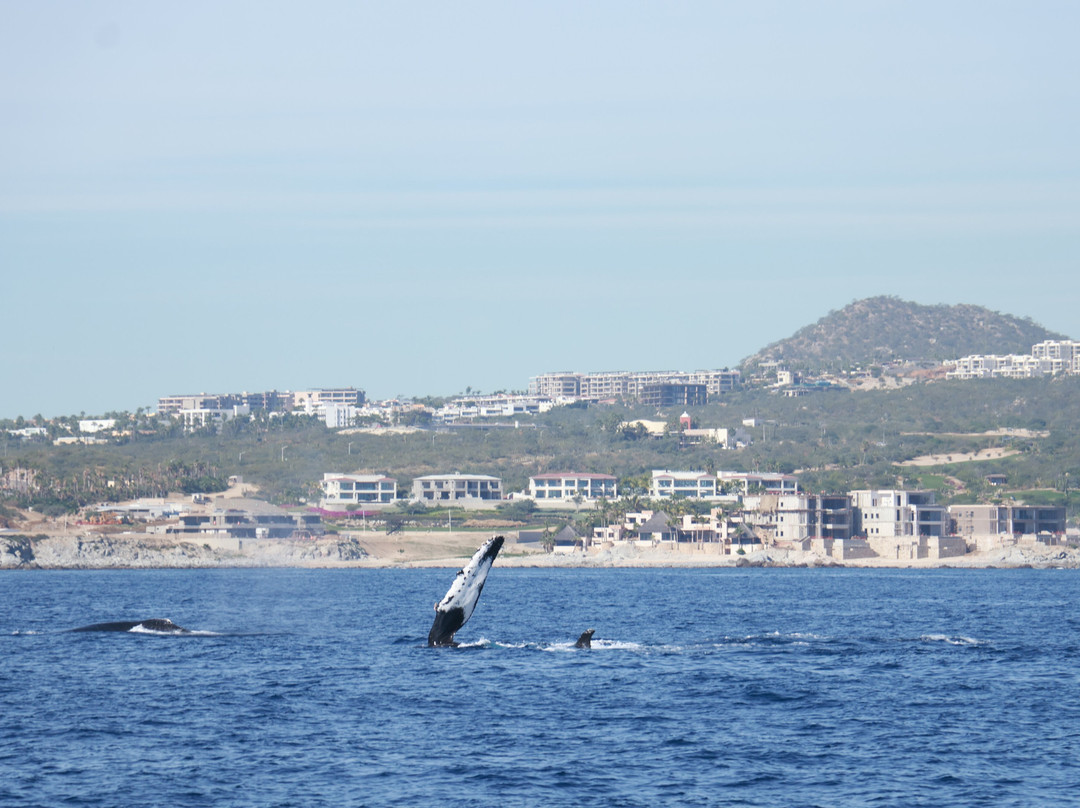 Cabo Adventures - Luxury Sailing Adventure-卡波圣卢卡斯必去景点