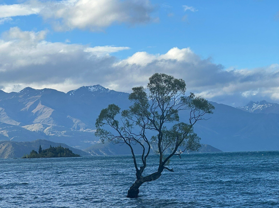 That Wanaka Tree-瓦纳卡必去景点
