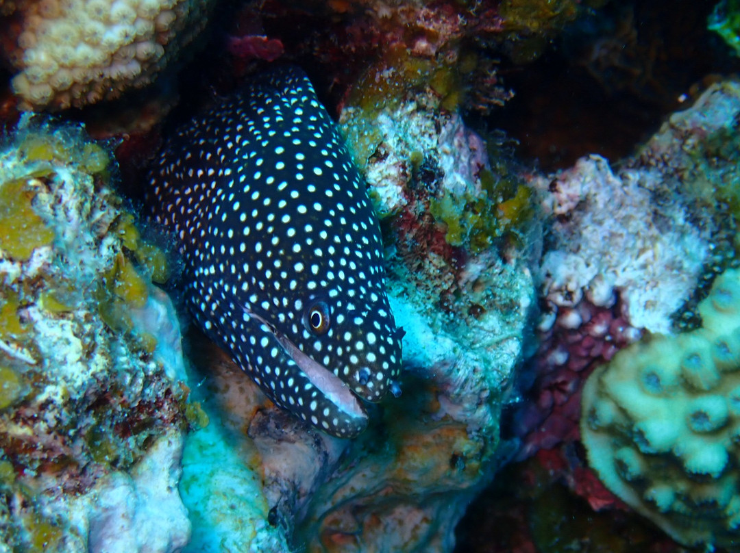 Dodo Divers Mauritius-卡罗迪勒必去景点