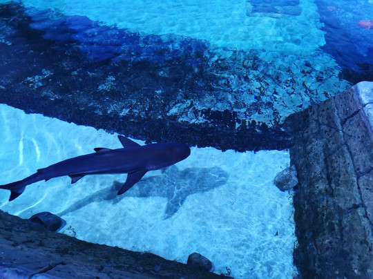 Sharjah Aquarium-沙迦必去景点