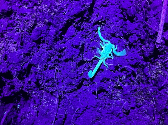 Finca Lantana Monteverde-彭塔雷纳斯必去景点