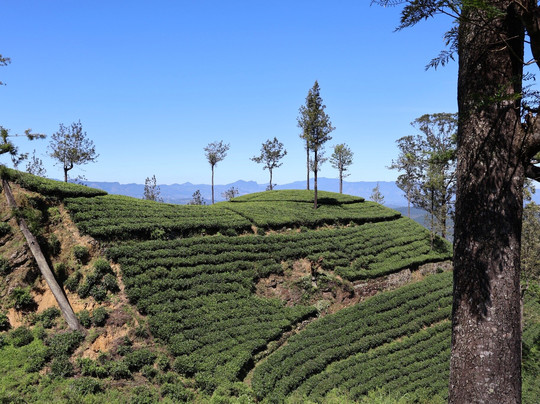 Sivas Sri Lanka Trekking-乌纳瓦图纳必去景点