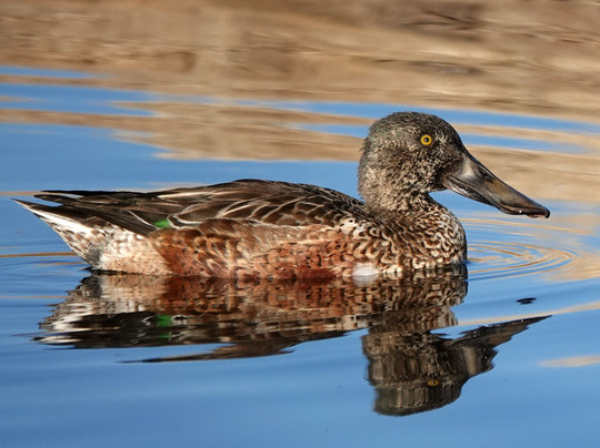 Twin Lakes Golf Course-Willcox必去景点