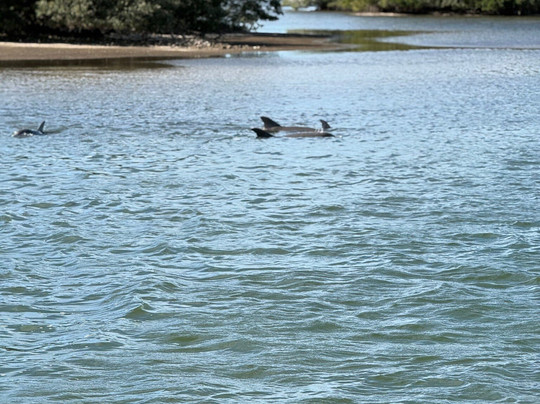 Spongorama's Cruise Lines-塔彭斯普林斯必去景点