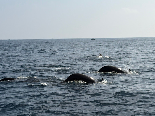 Nathalia Cruise-美蕊沙必去景点