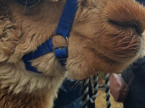 Velvet Hall Alpacas-Innerleithen必去景点