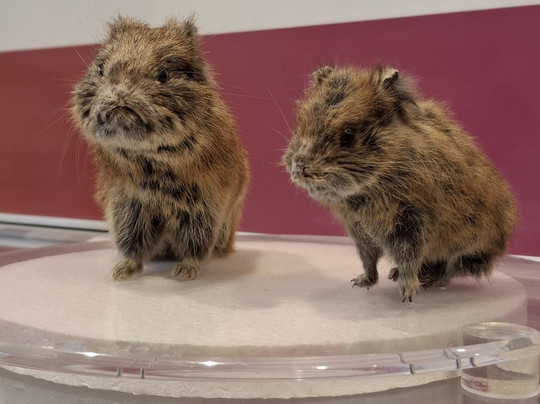 Asahidake Visitor Center-东川町必去景点