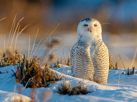 Spruce Photo Tours-汤森必去景点