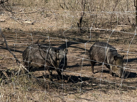 King Ranch Visitor Center-Kingsville必去景点