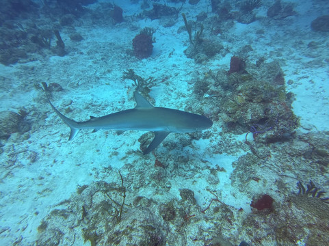 Blue Salt Divers - Home of Dive Experience-Christiansted必去景点