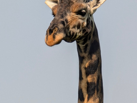 Devine African Safaris-吉佳利必去景点