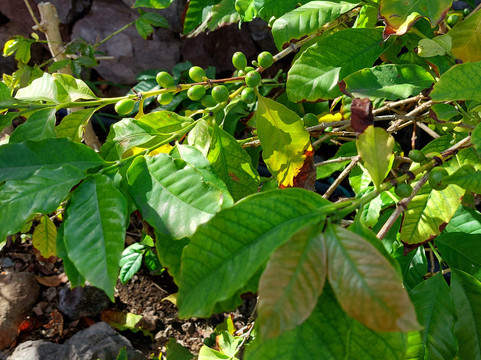 Bodega Los Berrazales-Agaete必去景点