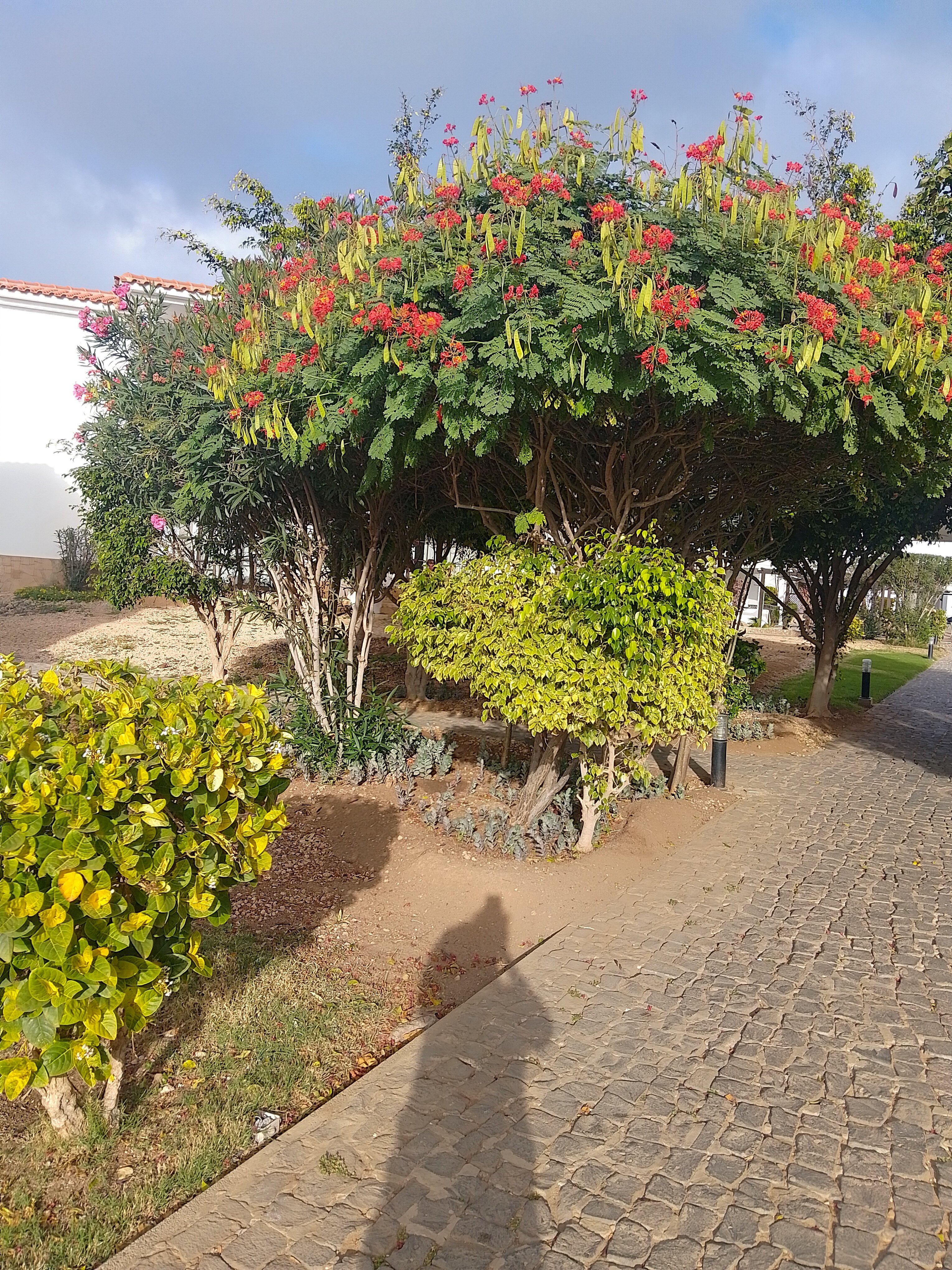 Meliá Tortuga Beach-官方