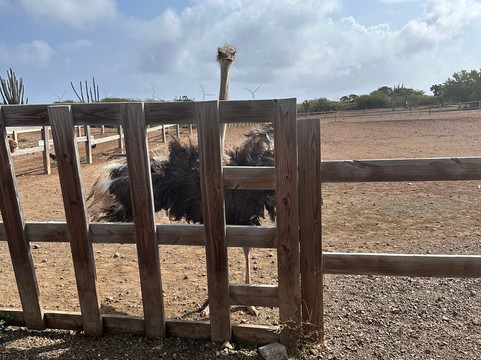 Curacao Ostrich Farm-库拉索必去景点