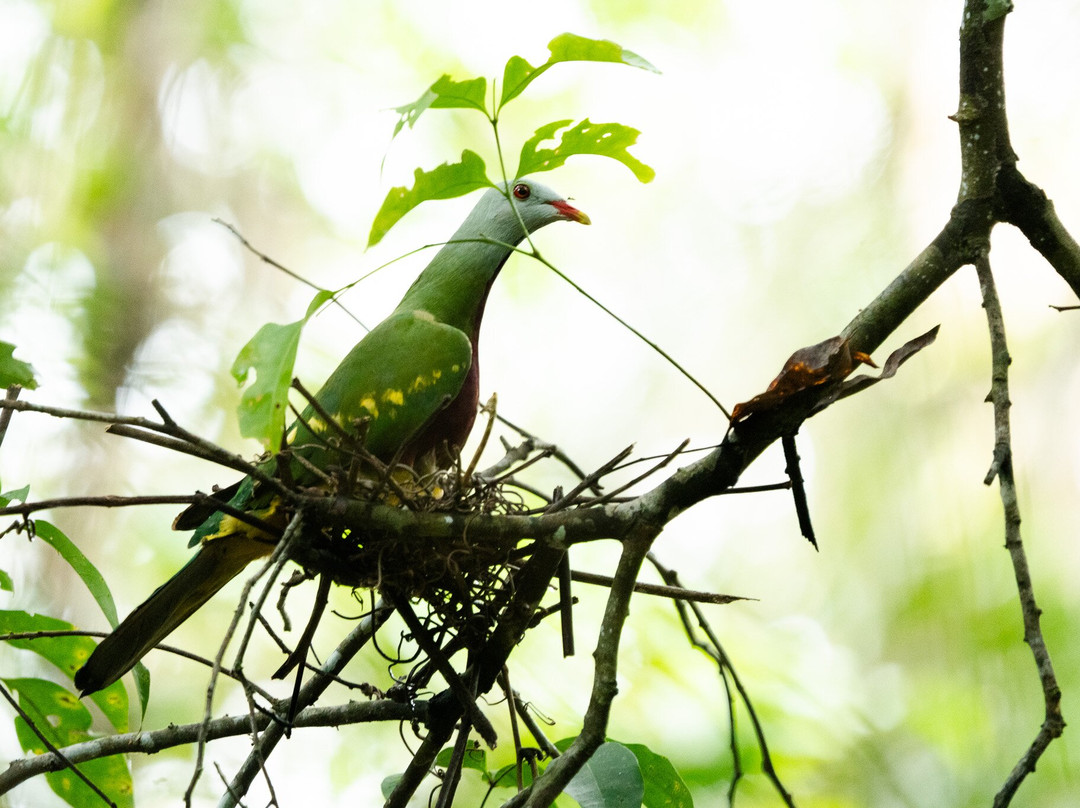 Faunagraphic Wildlife Tours-布里斯班必去景点