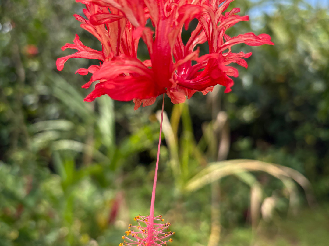 Plantation Beauvallon-Le Morne-Rouge必去景点